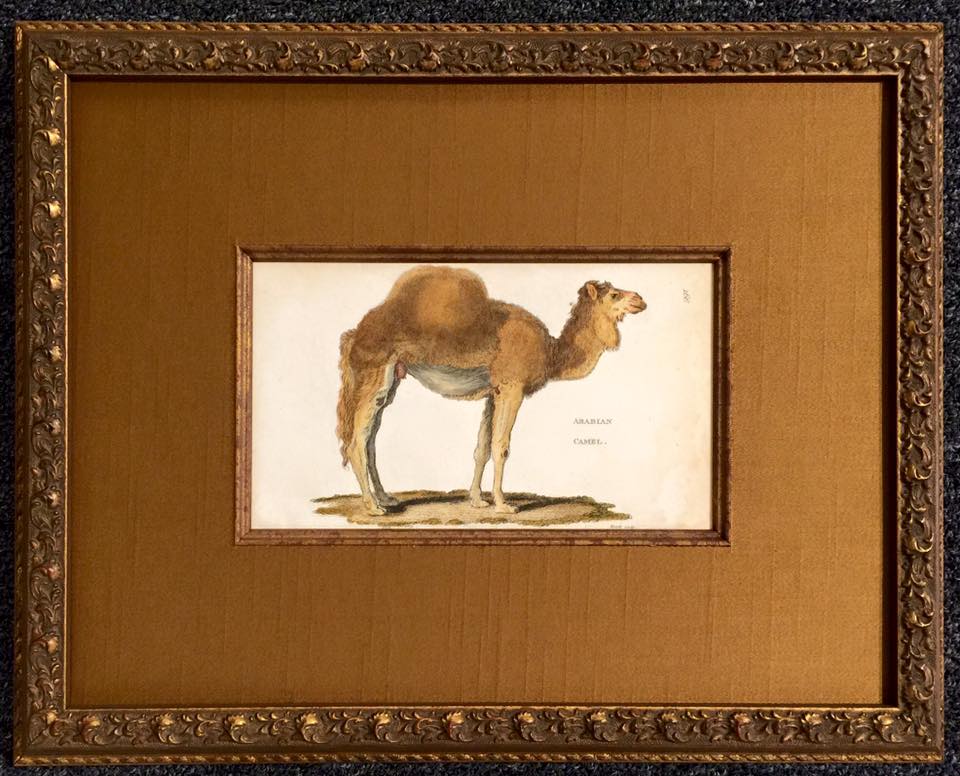 Camel.jpg