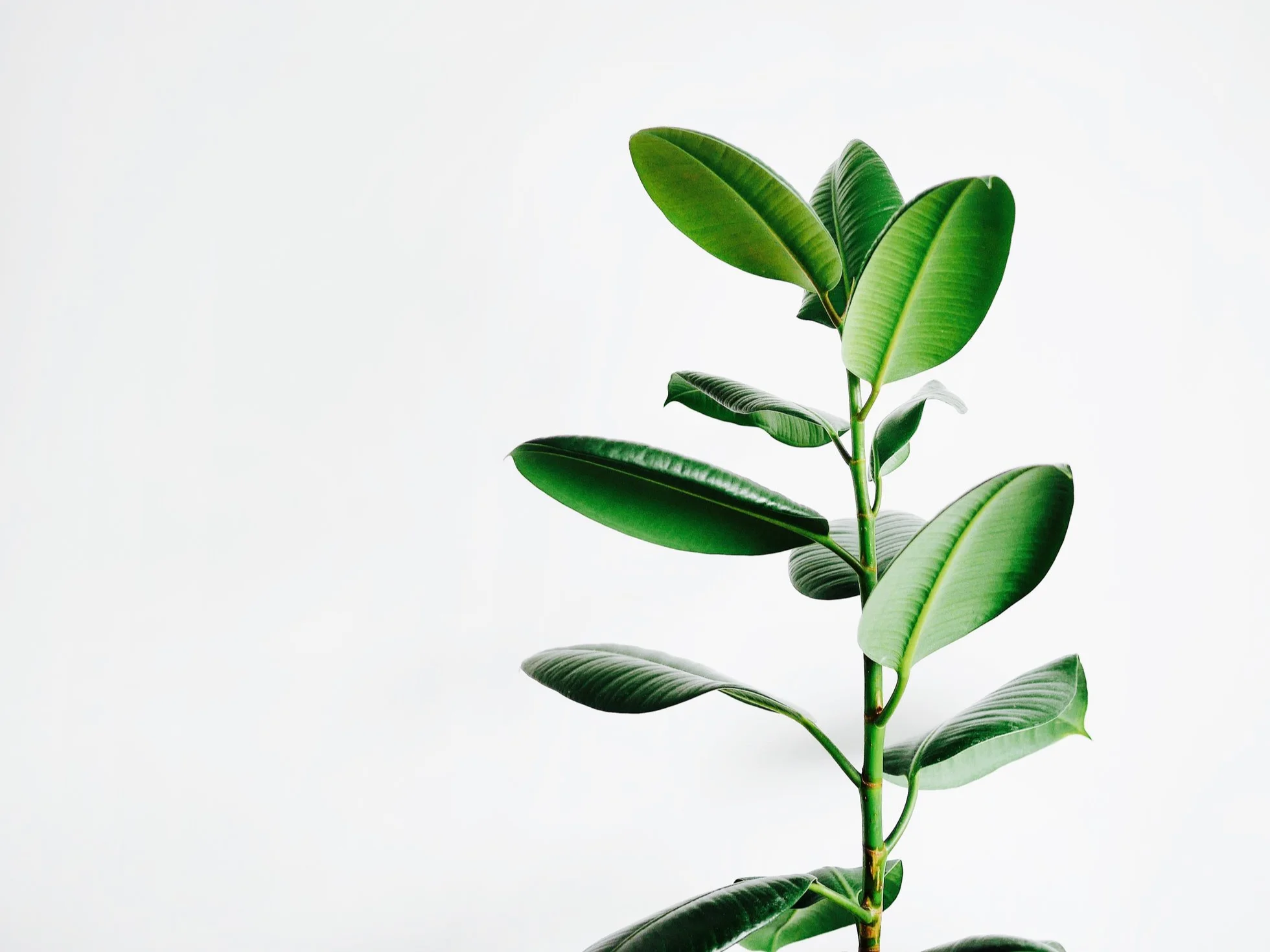 leaf.jpg