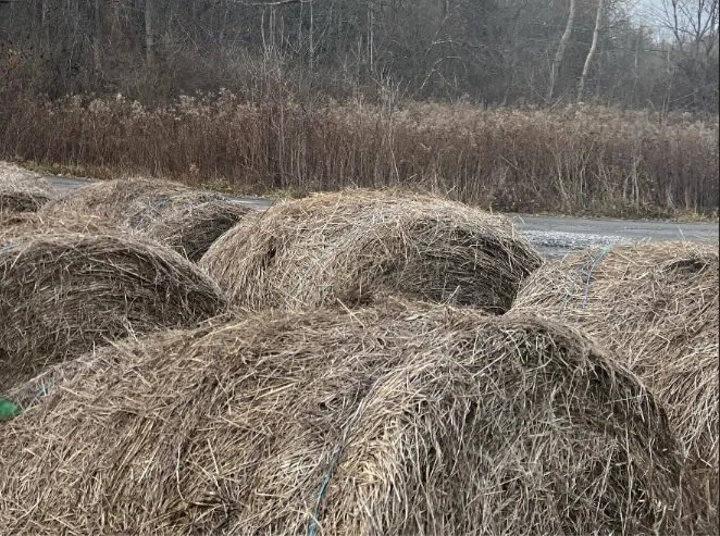 Letter to my children: Hay jumping