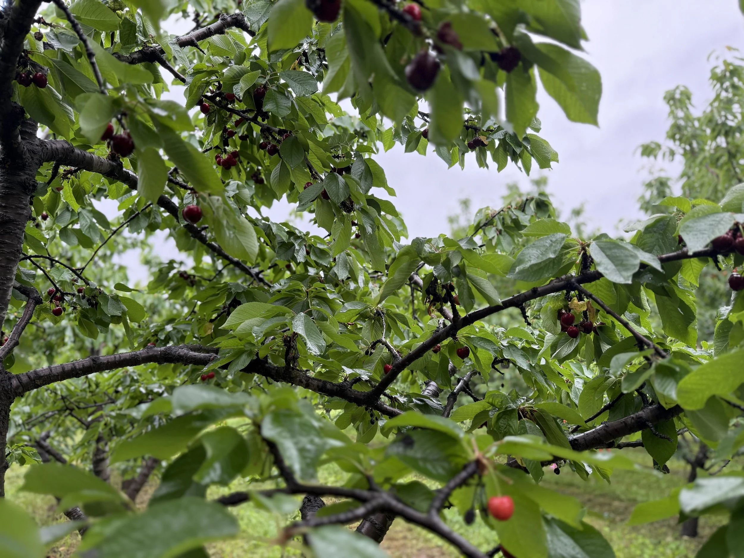 Letter to my Children: Berry Season vs Overwhelm