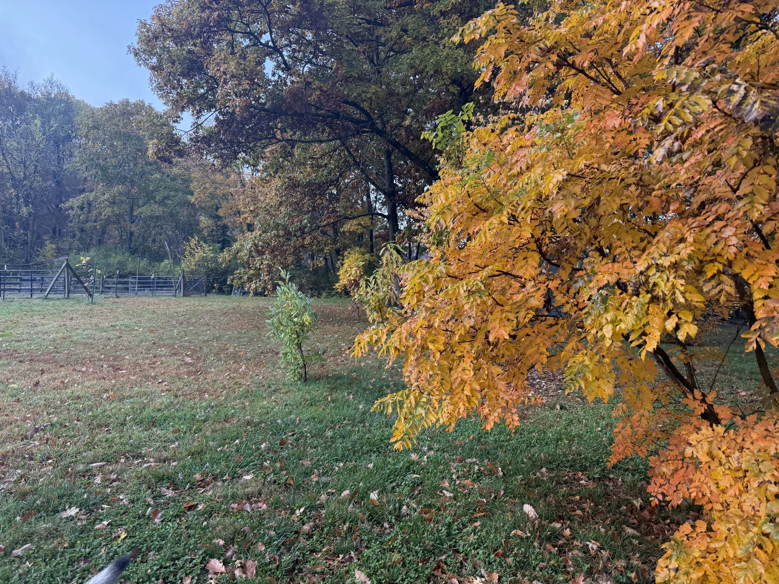 Homesteading Middles: Winter Prep Drenched in Autumn Color