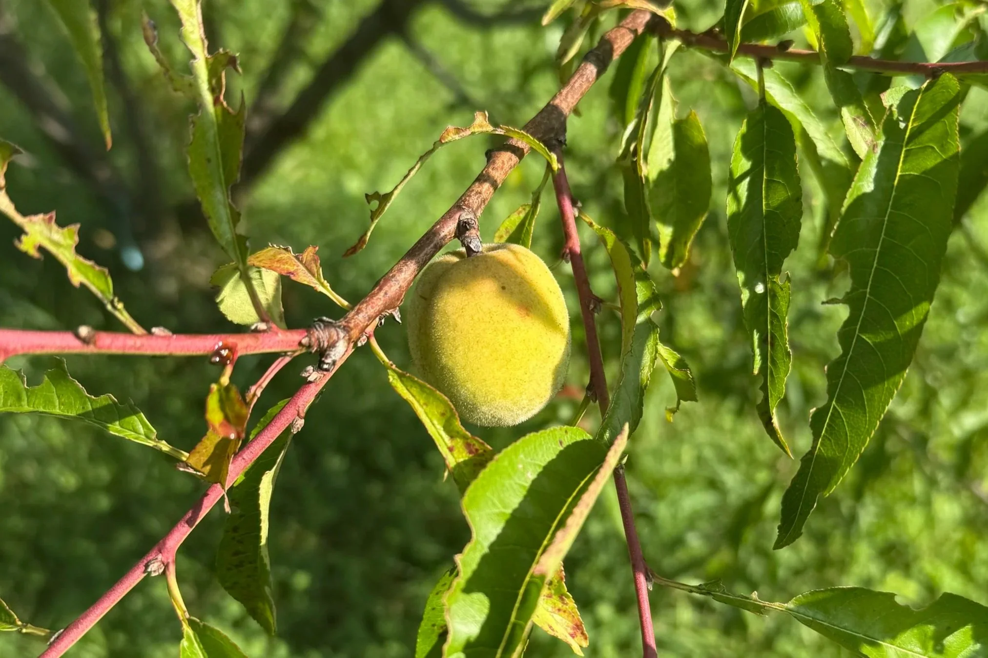 Stewarding Stories: Almond Fruit Arrives