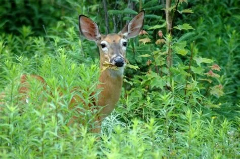 An Ode to Forest Defense