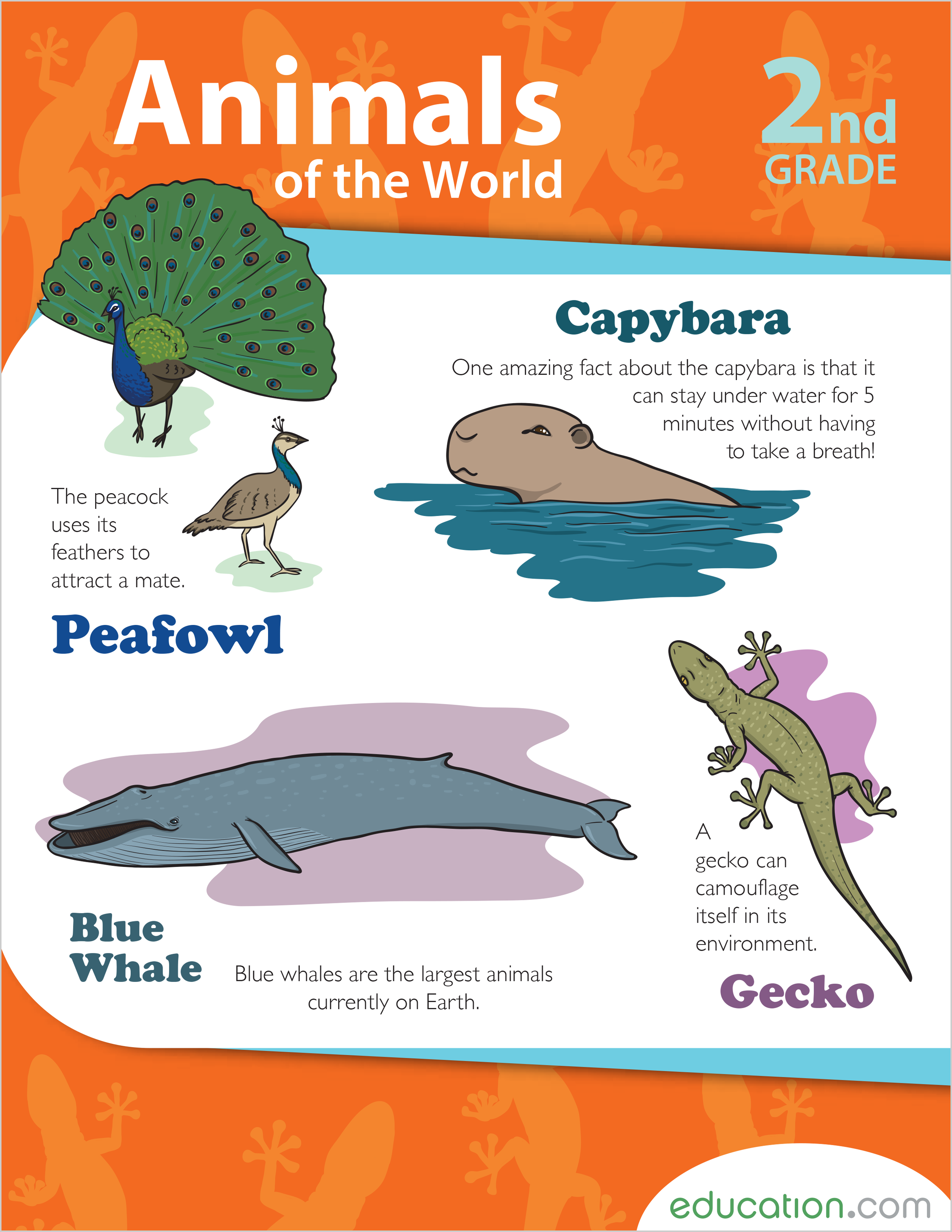 animals-of-the-world_2014-10-22.png