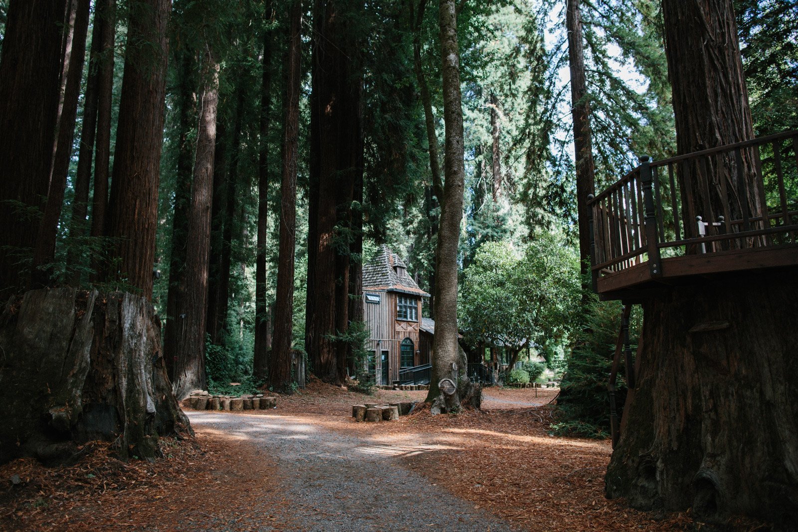 Mendocino forest wedding at The Brambles