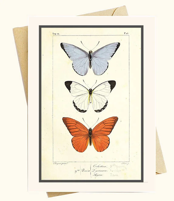 image of a vintage greeting card vintage note card with envelope depicting vintage butterfly note cards beehive shoppe greeting