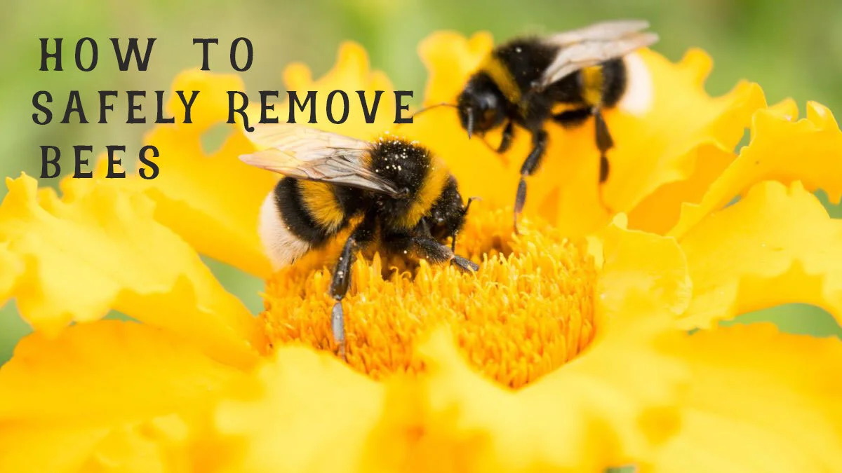 How to safely get rid of bees and safely remove a bees nest 