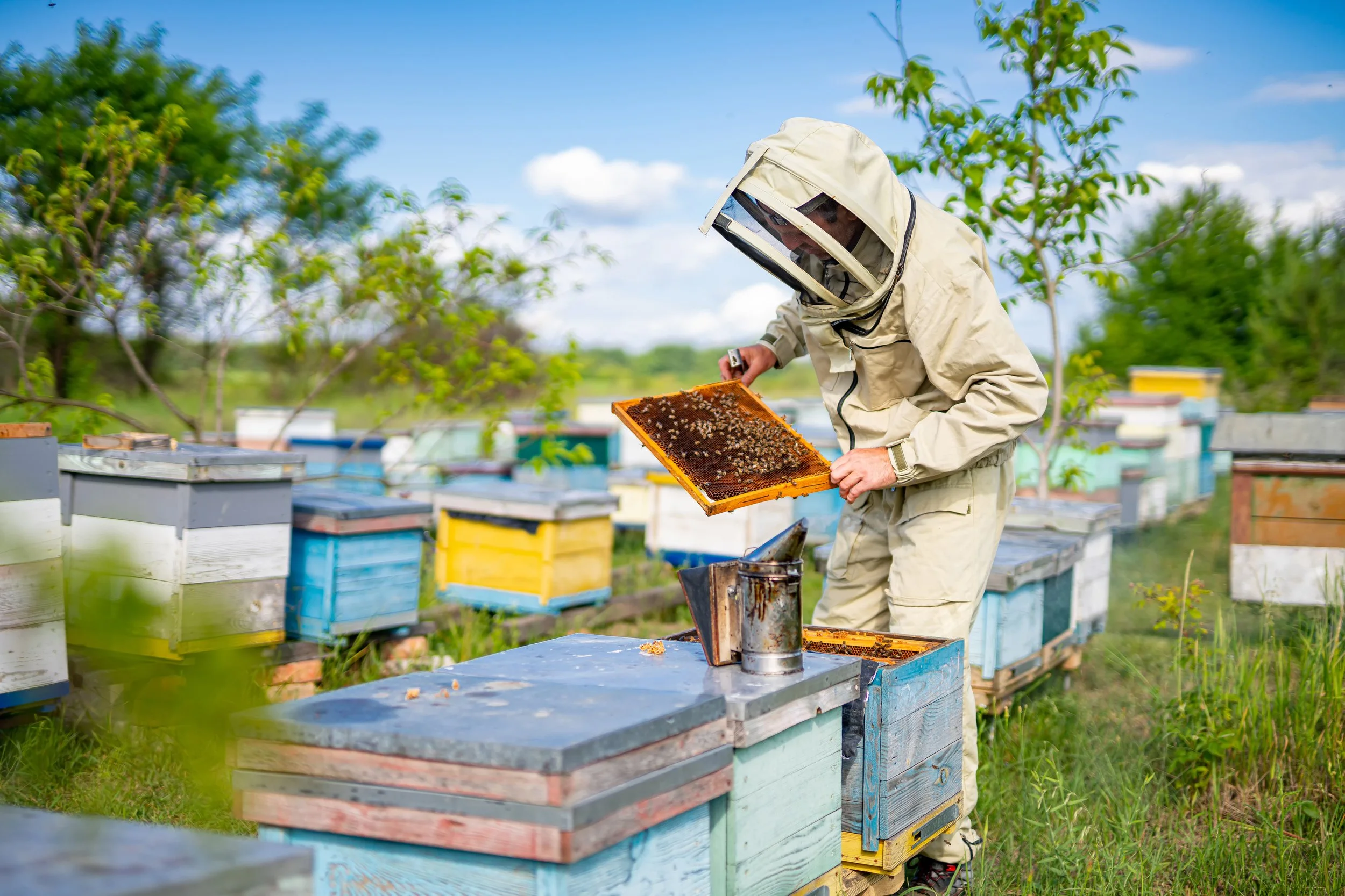 What to Look Forward to in the Bee World: Trends and predictions for next year