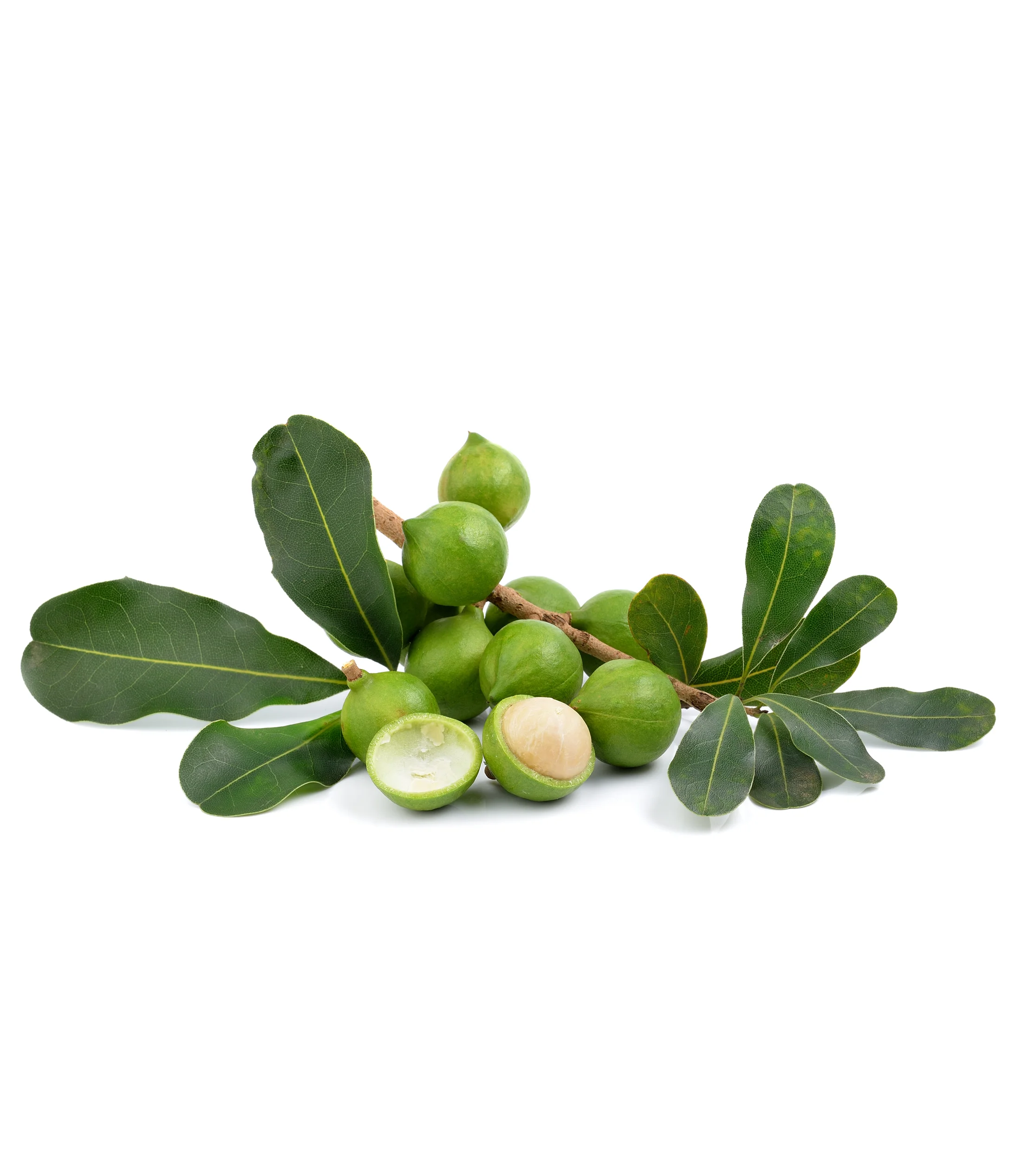 Macadamia.jpg