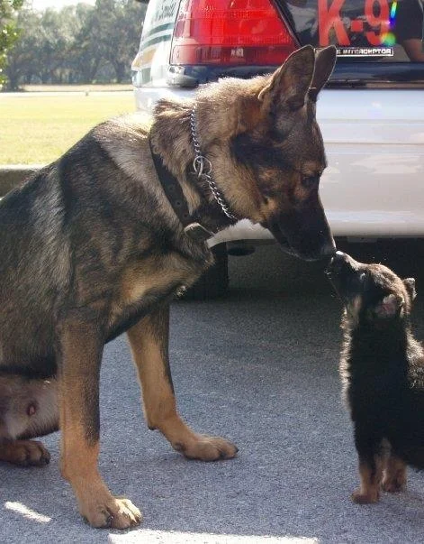 k9 for cops