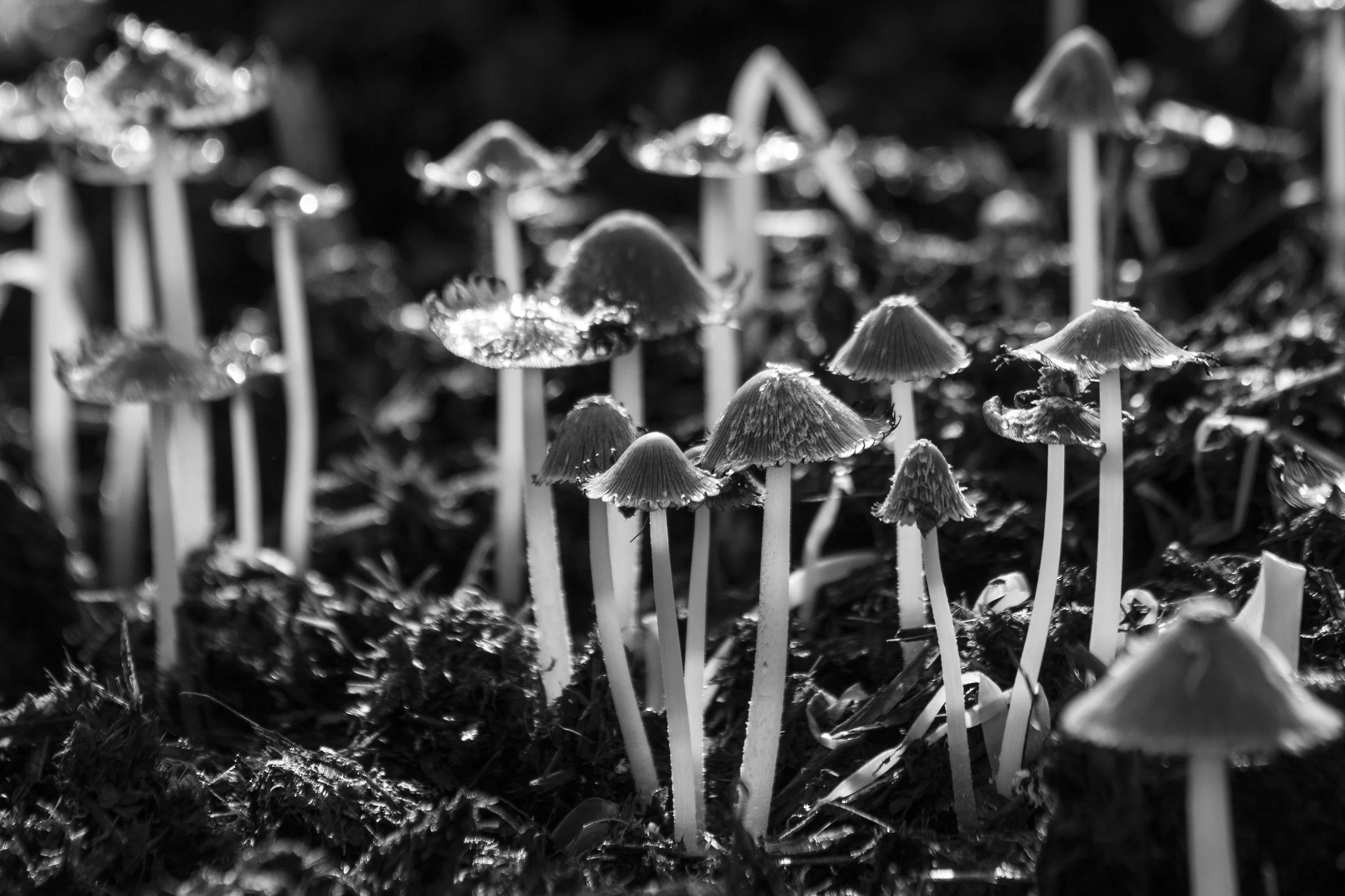 Fantastic Fungi