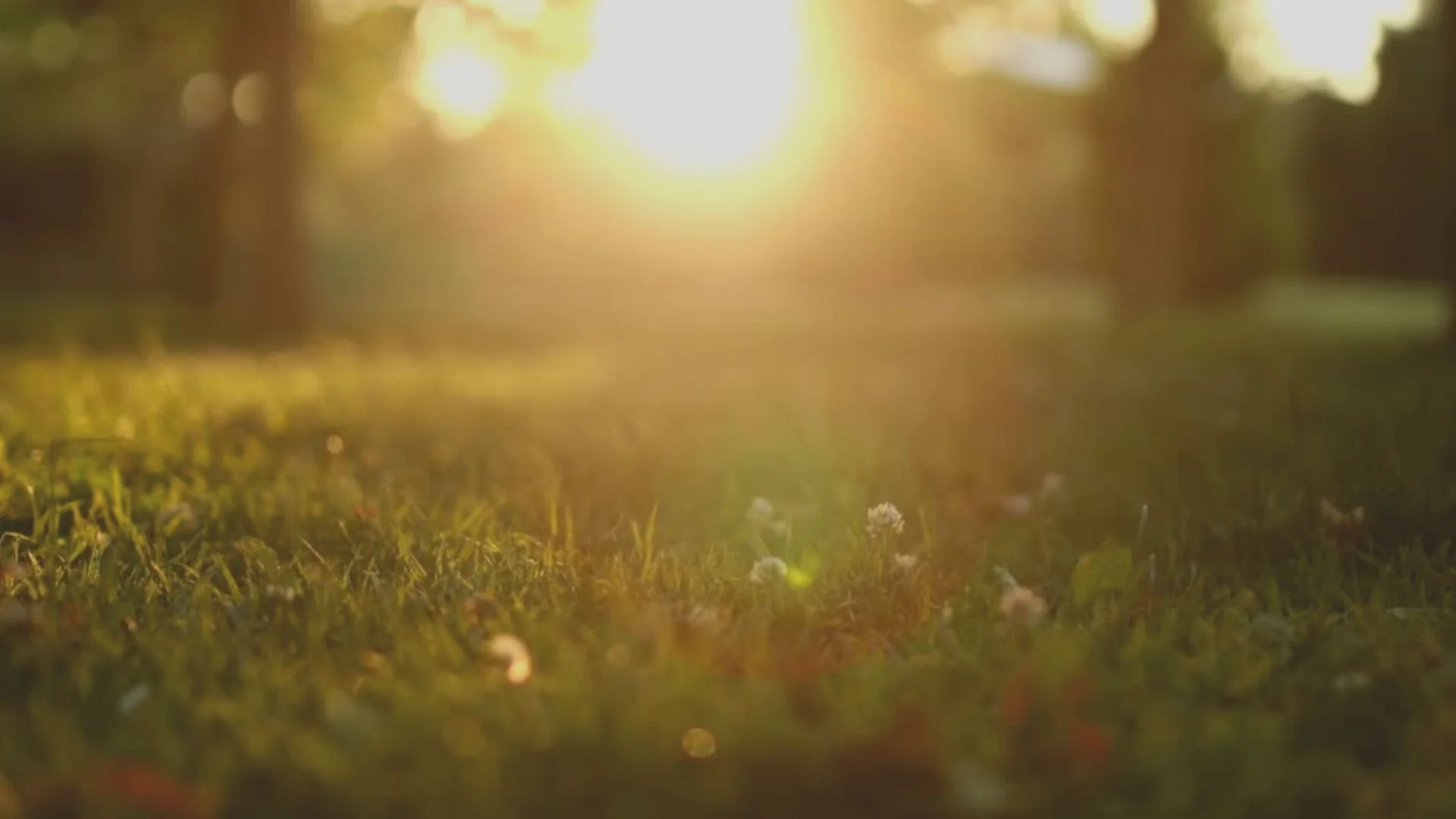 Orange Sunny Nature Inspirational Power and Peace Quote Video. (1).jpg