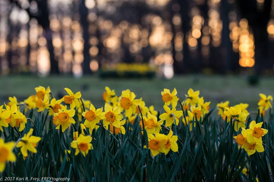 NT-Flowers.jpg
