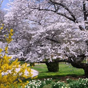 NT-Trees.jpg
