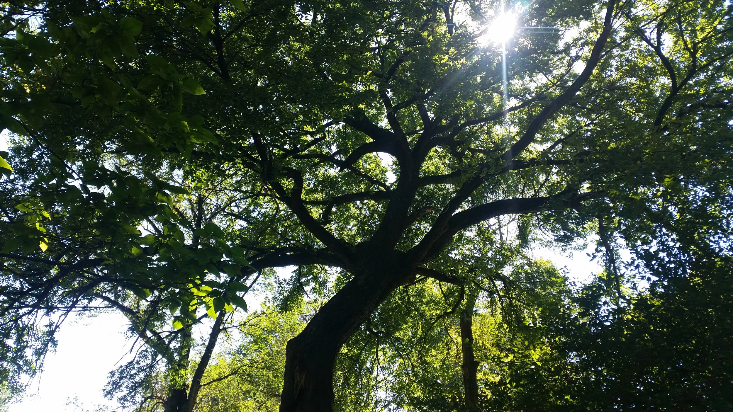 Tree Spotlight: The American Elm and How to Protect It
