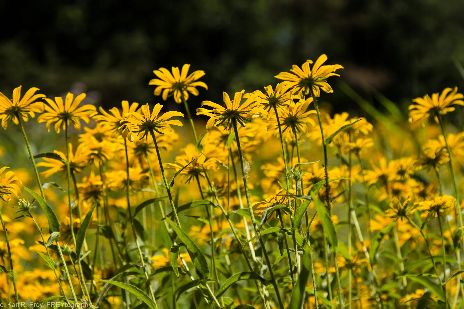 Tower Grove Park awarded grant for prairie and bird garden restoration