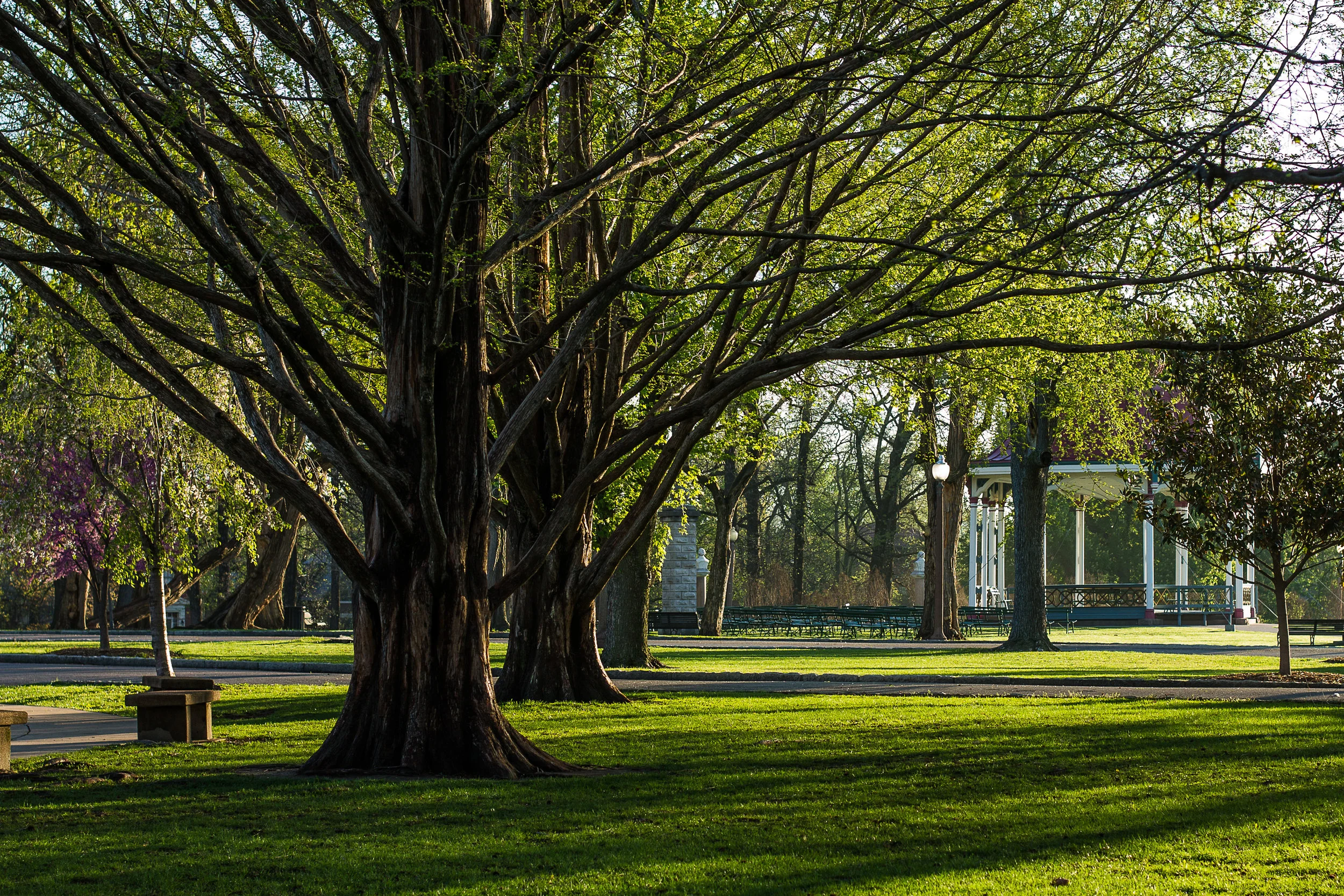 Tower Grove Park Named a Level-II Arboretum