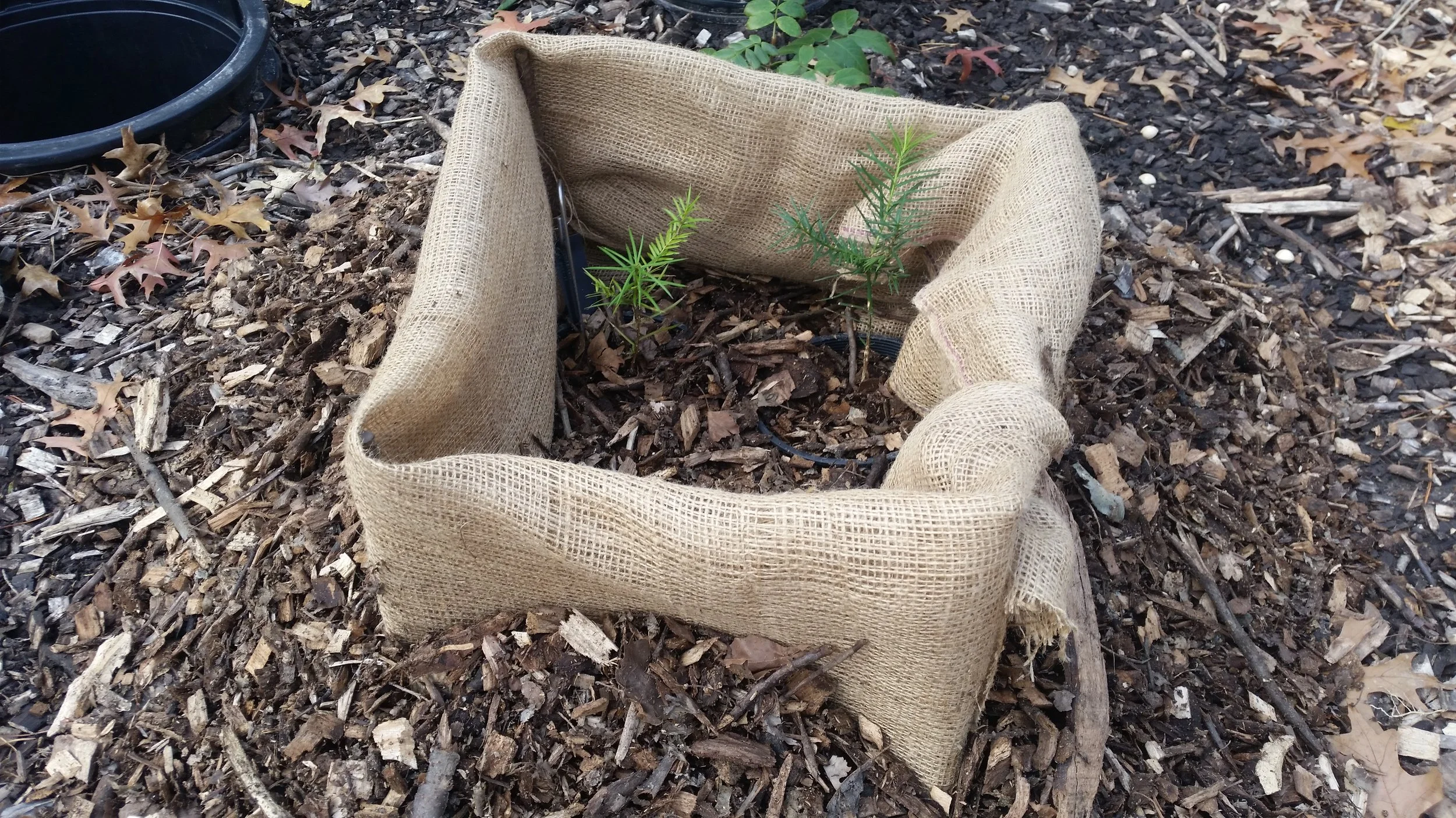 Tower Grove Park participates in a species recovery project
