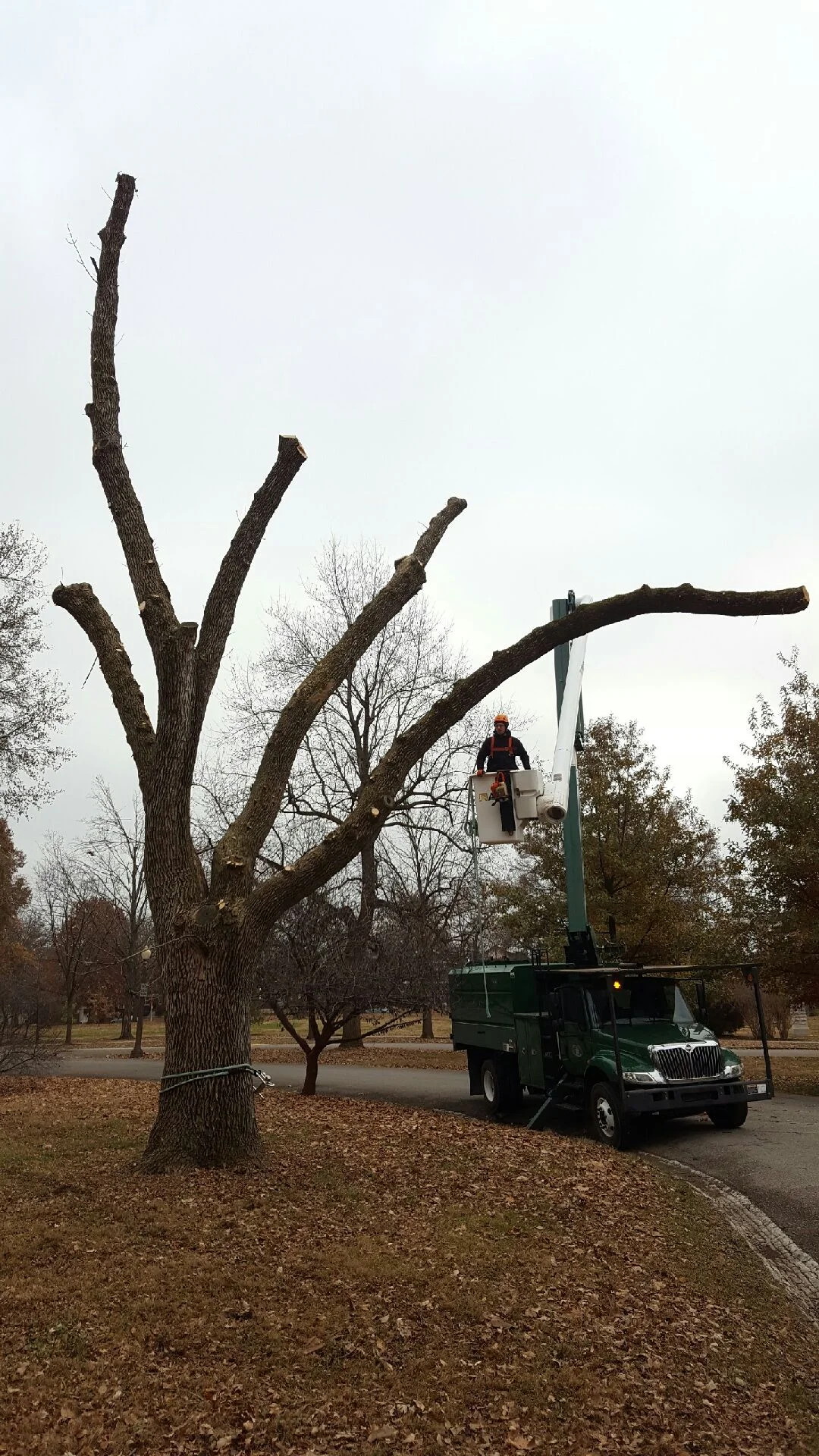 Missouri Department of Conservation awards Tree Resource Improvement Grant