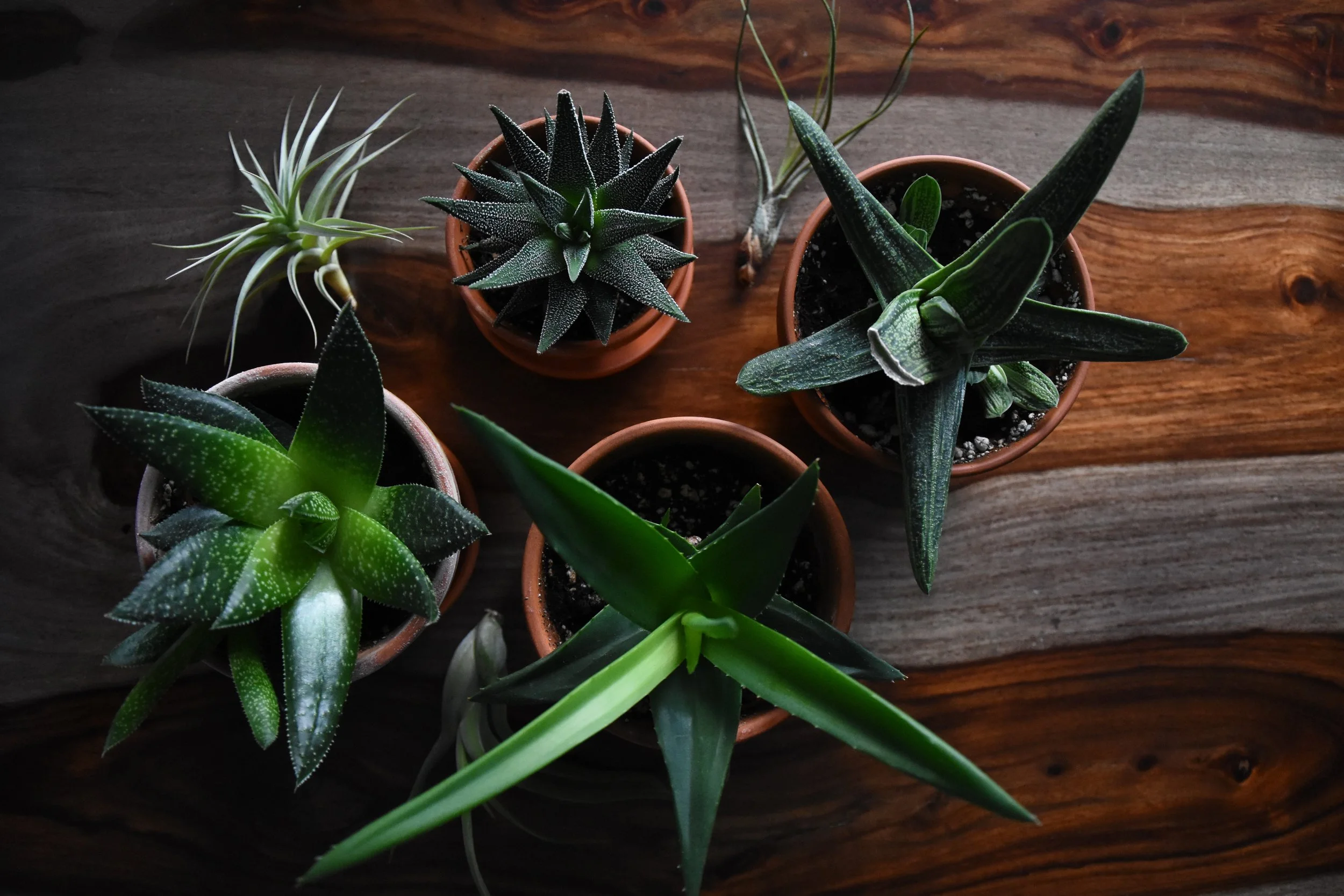 6 Tips to Keeping Houseplants Alive in Winter