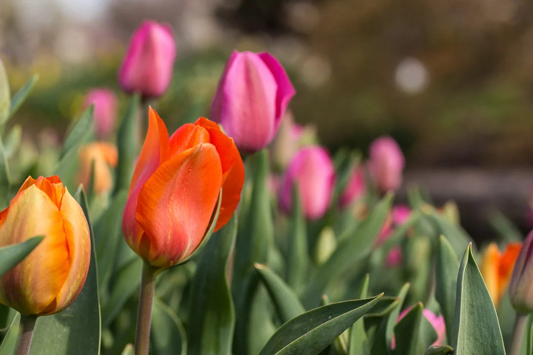 Incredible Tulips and Where to Find Them
