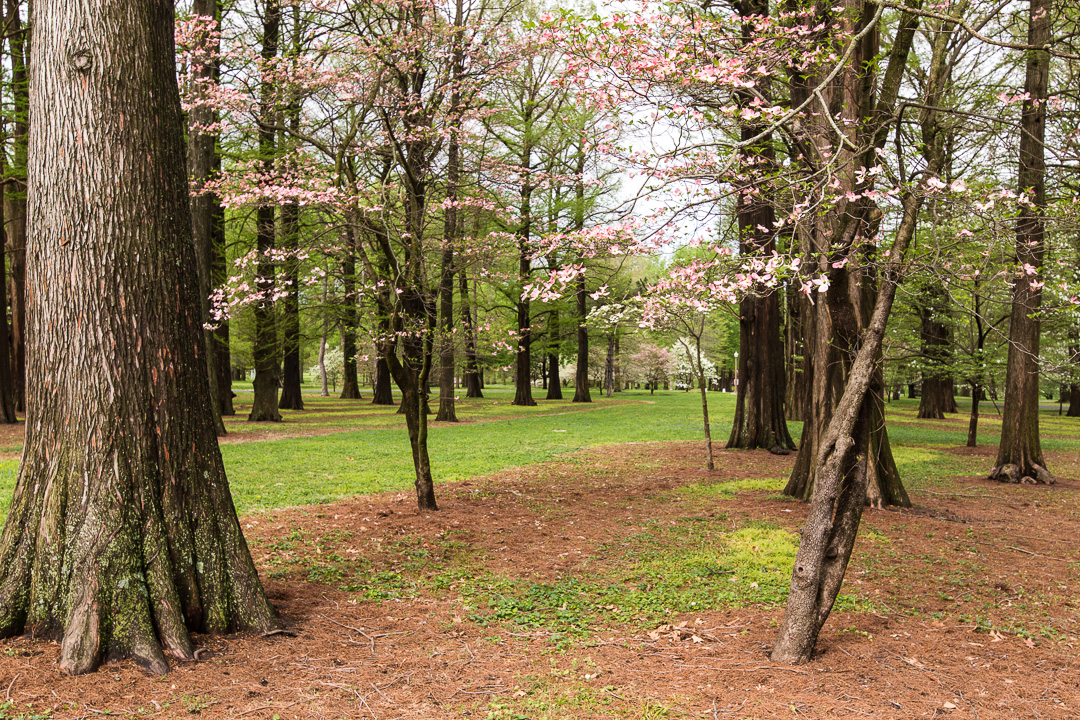 Celebrate the Trees for Arbor Day