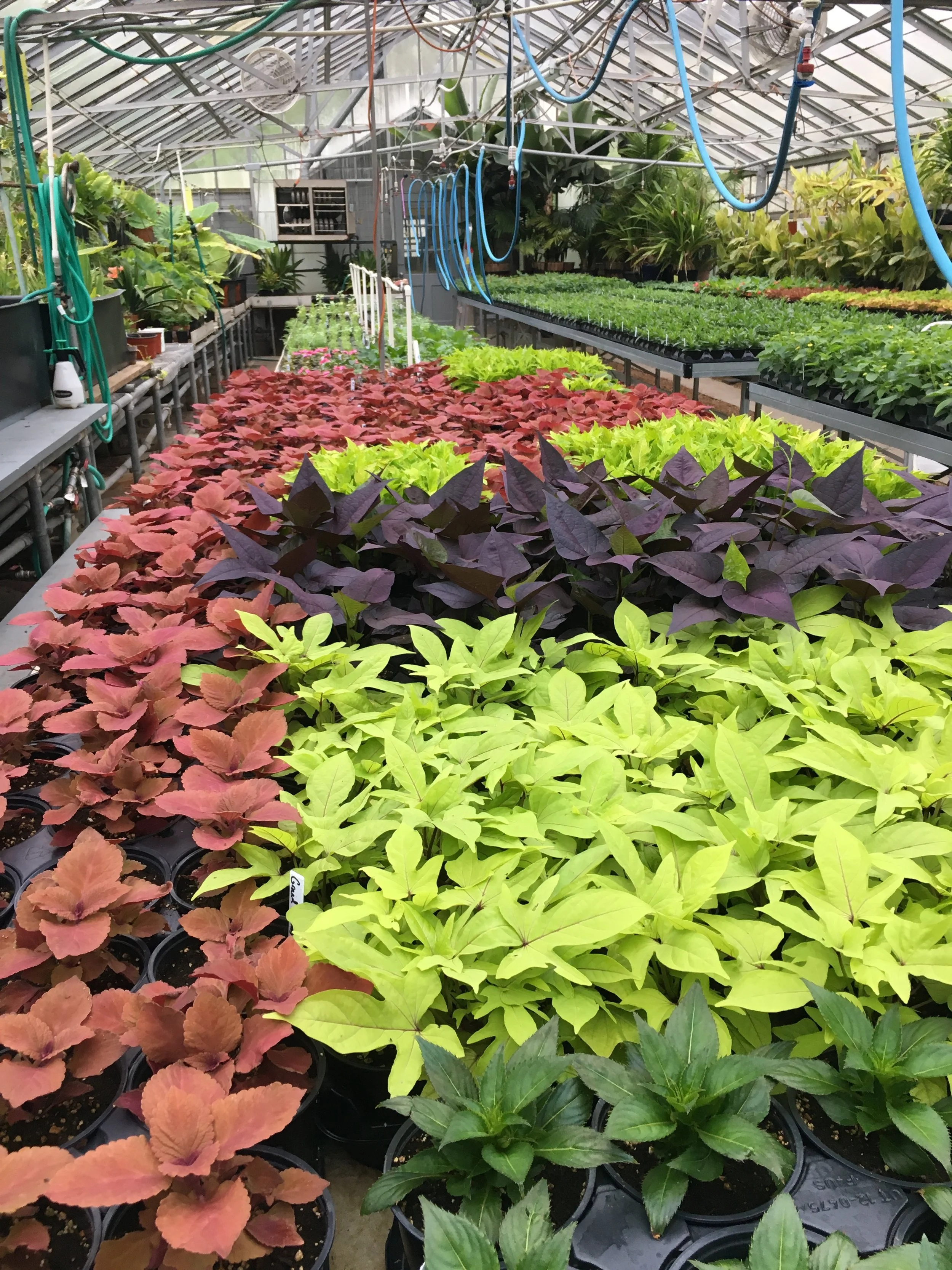 The Greenhouses of Tower Grove Park