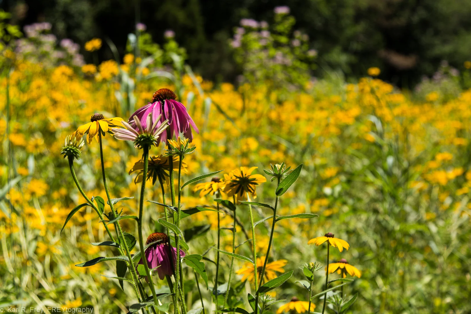 The prairie along Magnolia Avenue has a variety of rich flowers, including little bluestem, milkweed, wild bergamot, purple coneflower, and black-eyed Susan.