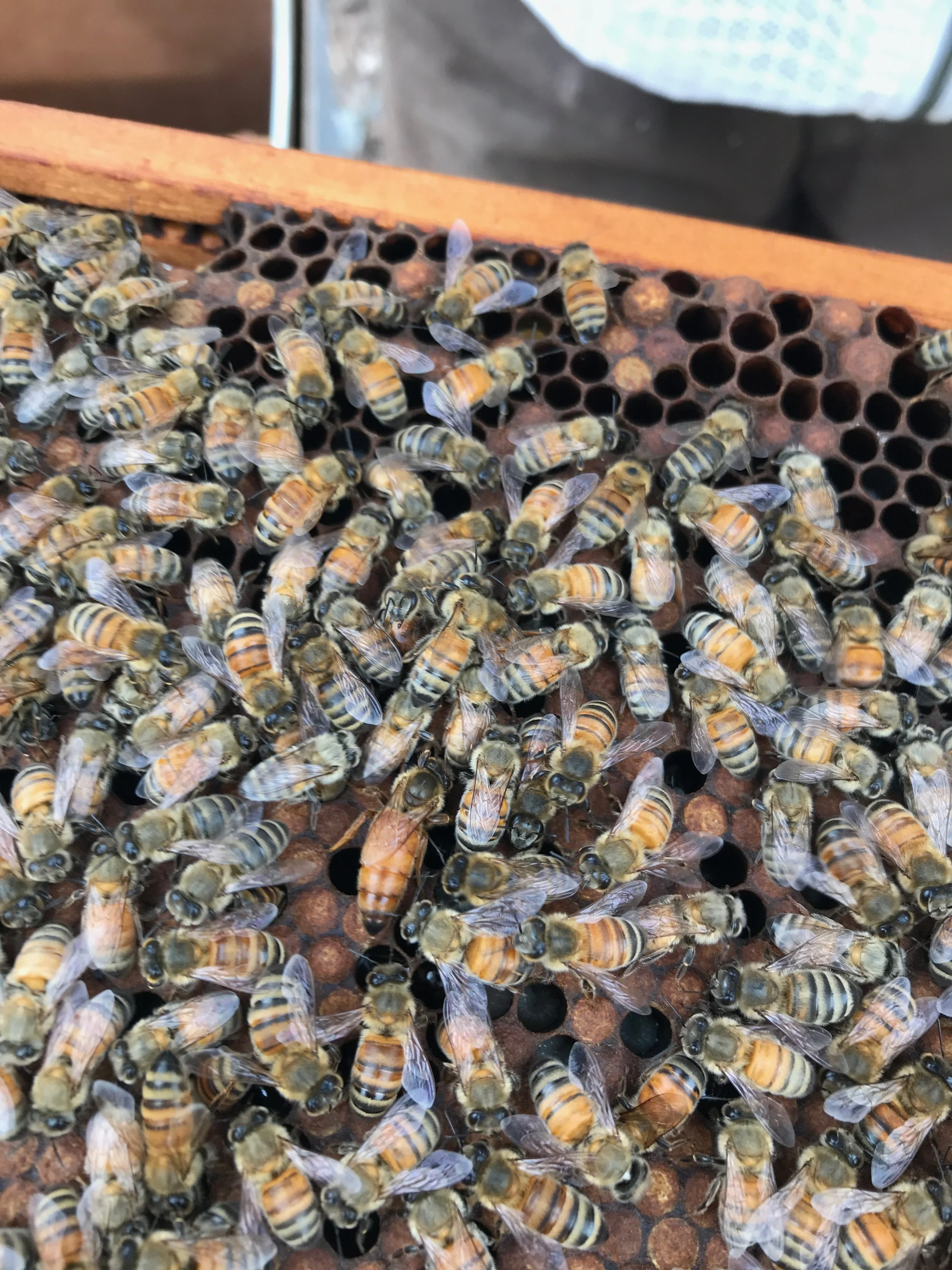 Celebrate National Pollinator Week