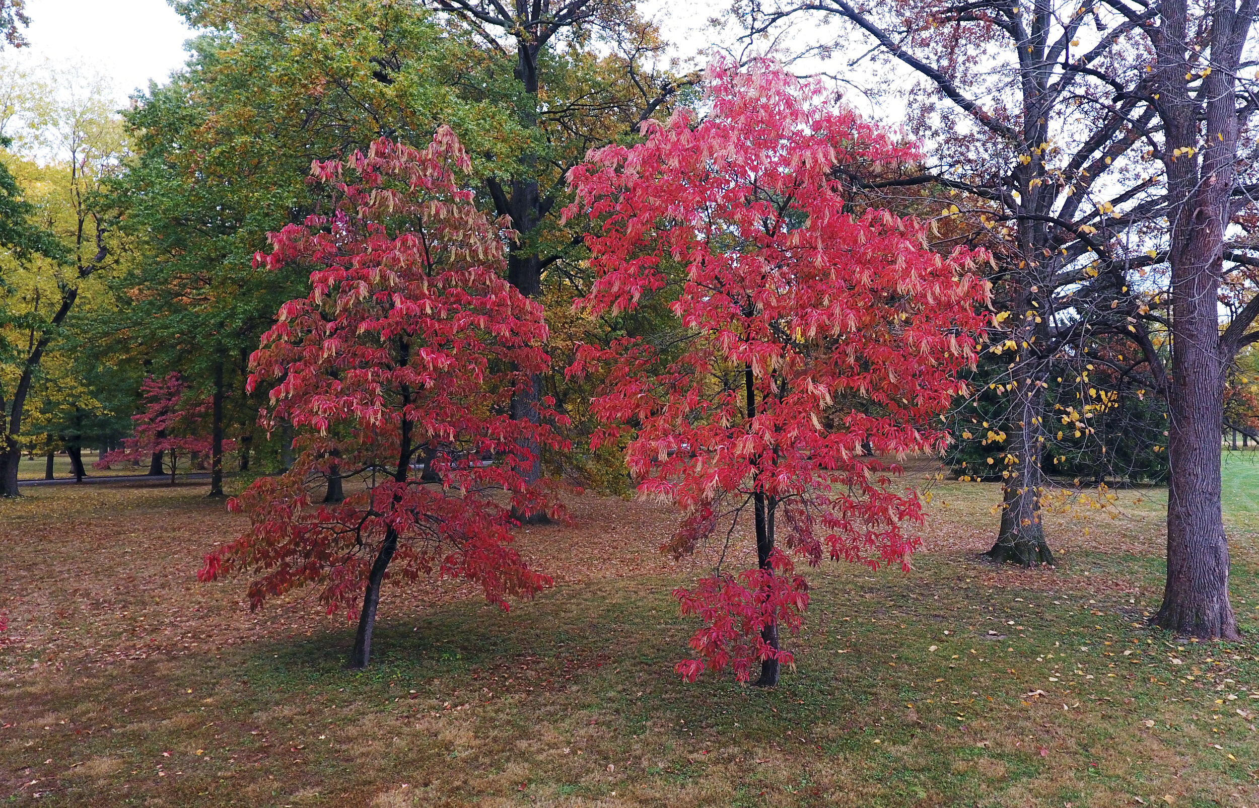 Rome of the West: Fall Color at Tower Grove Park