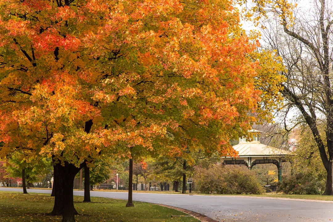 Autumn Tree Walk Guide