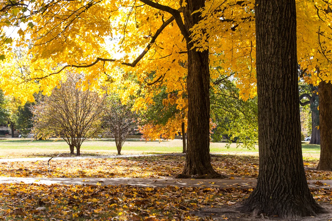 Tower Grove Park receives MDC TRIM grant for forestry care