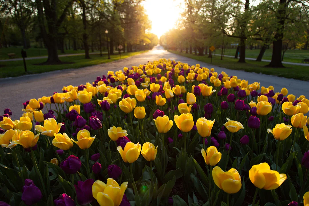 Announcing Carless Days in Tower Grove Park