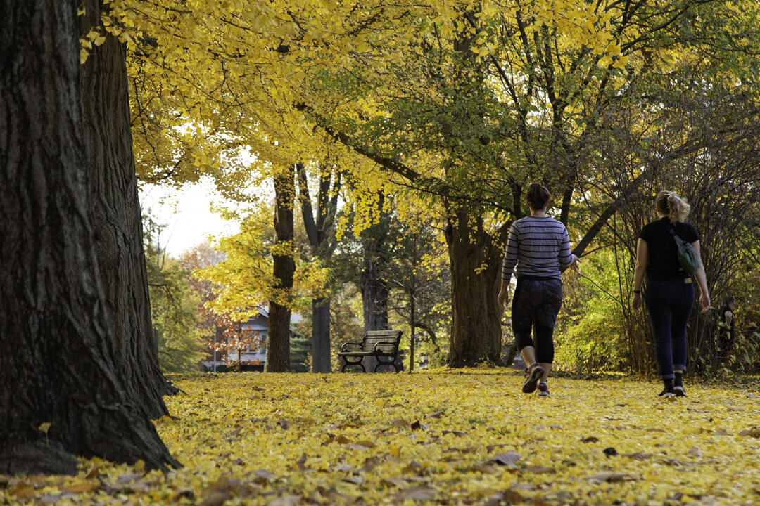 2020: A Year in Review at Tower Grove Park