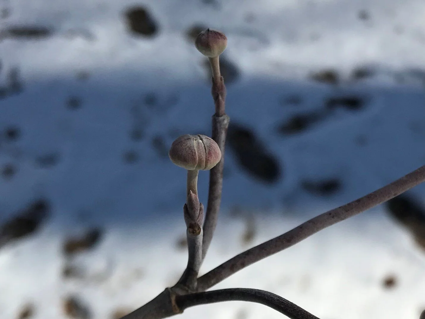 Identifying Trees in Winter