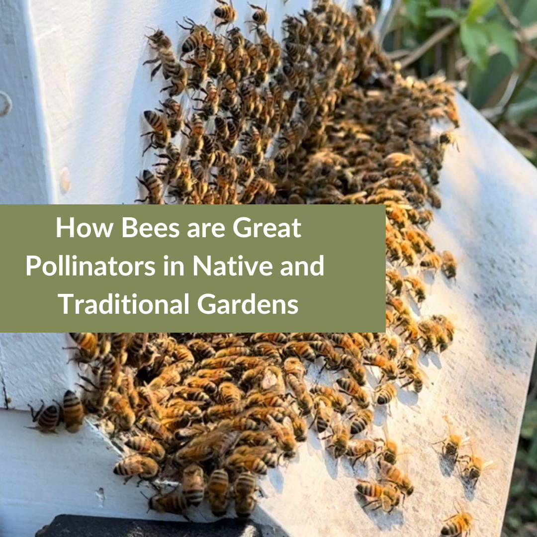 How Bees are Great Pollinators in Native and Traditional Gardens