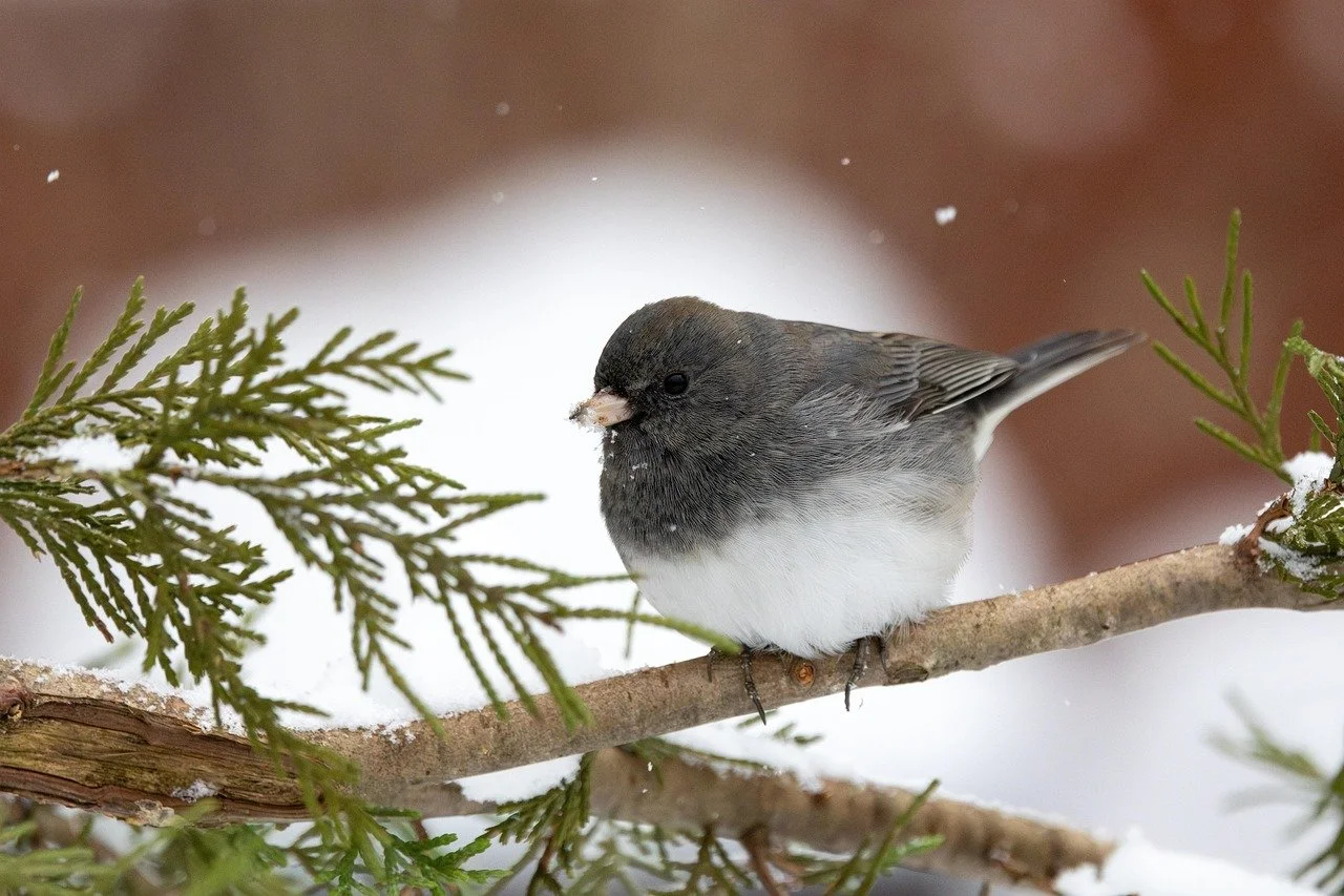 Nature Art - Crafts and Cocoa: Felt Bird Ornaments