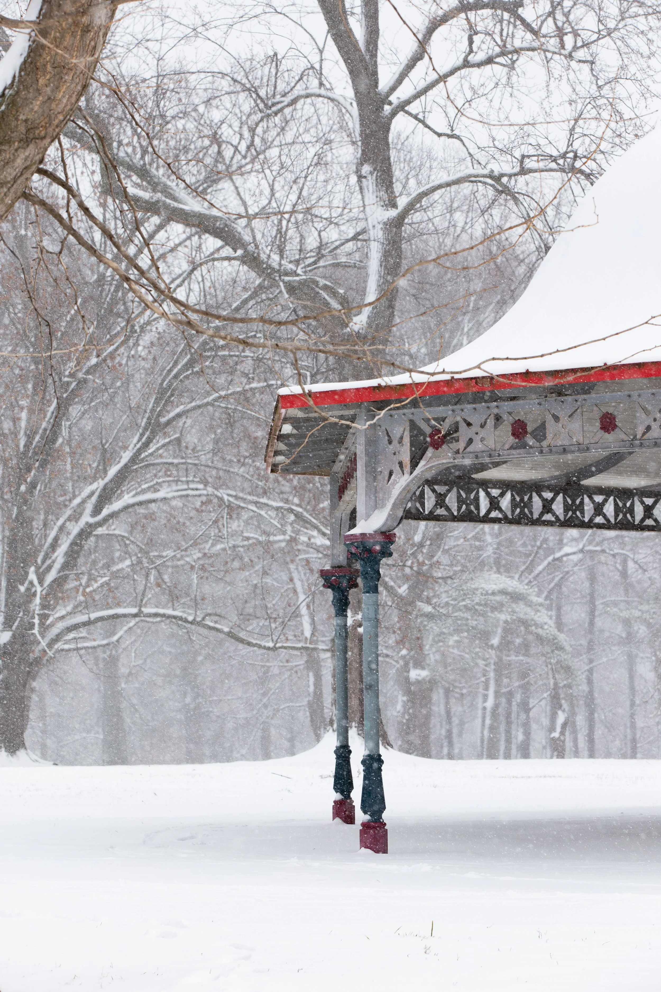 A Winter Walk in Tower Grove Park