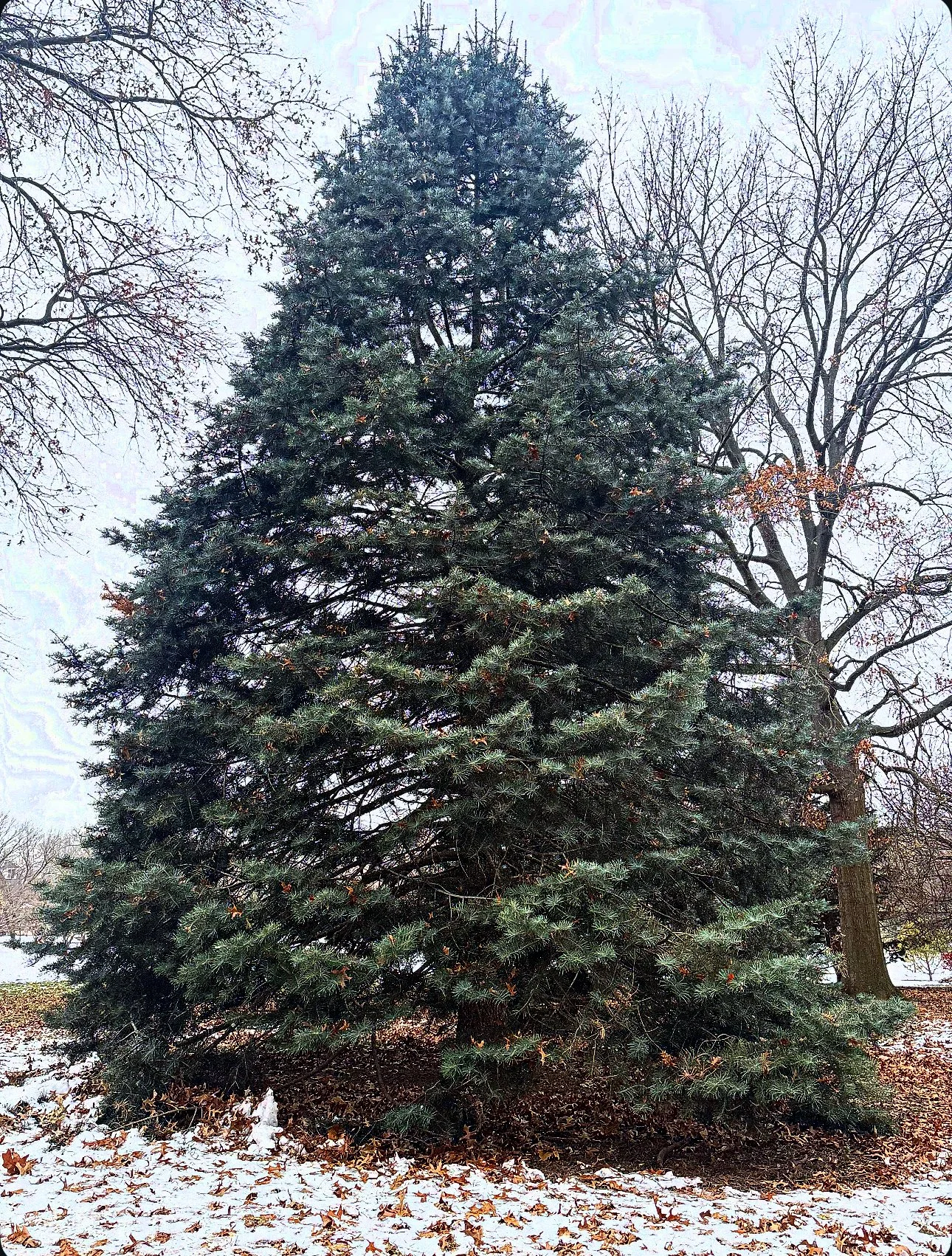 🌳Tree of the Month for December 2025