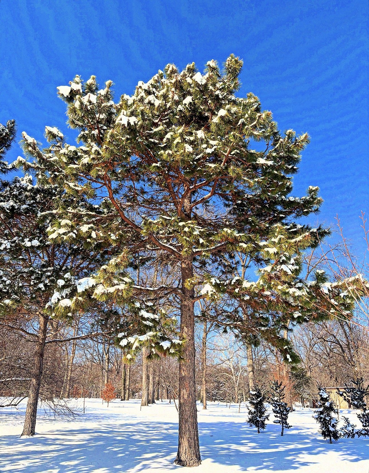 🌳Tree of the Month for February 2026