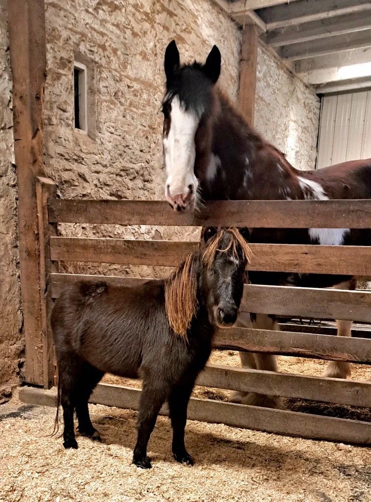 A New Chapter at Tower Grove Park: Welcome home, Ricochet 🐴!