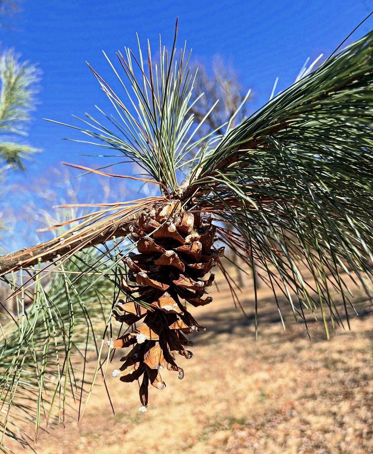 🌳Tree of the Month for March 2026