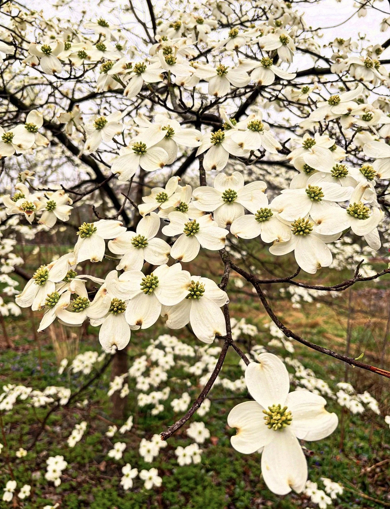 🌳Tree of the Month for April 2026