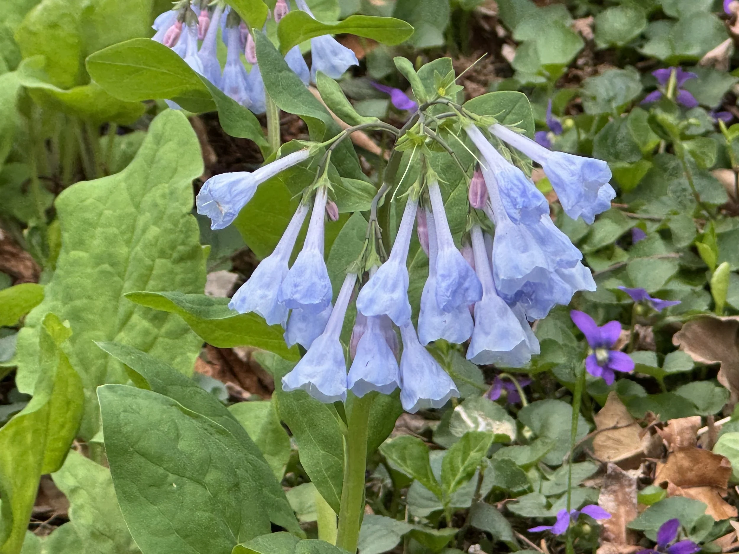 What’s in Bloom: Scavenger Hunt for April 2026