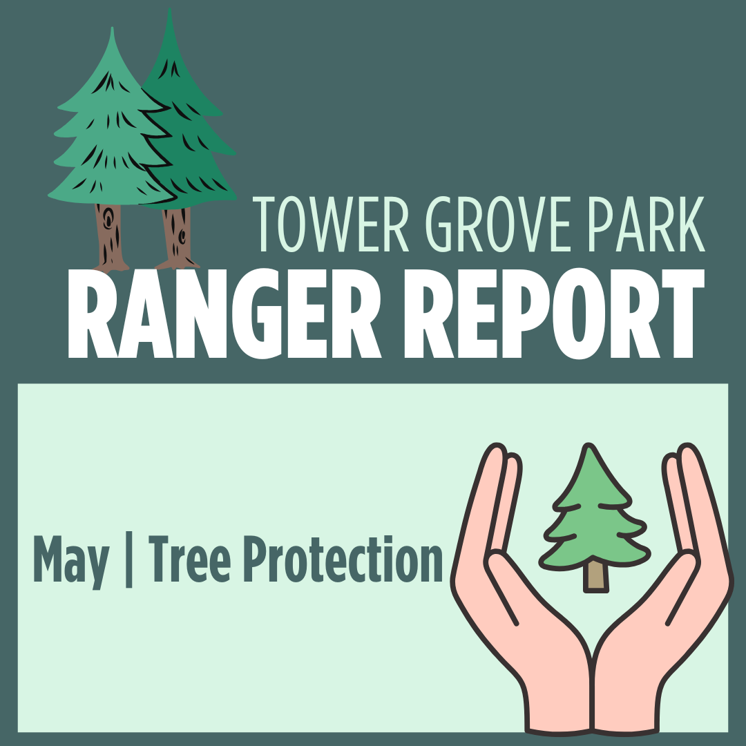 May 2026 Ranger Report: Tree Protection