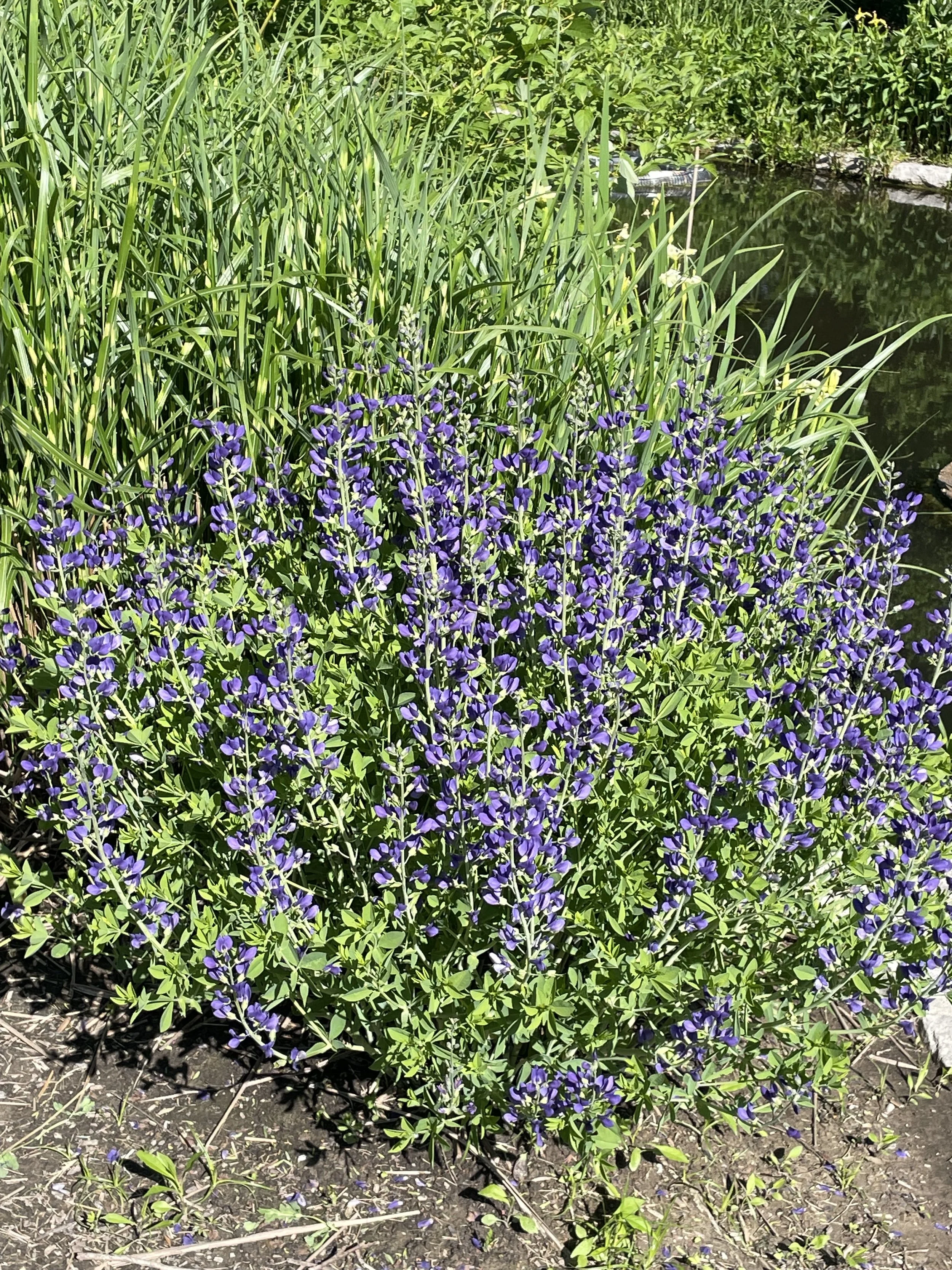 What’s in Bloom: Scavenger Hunt for May 2026