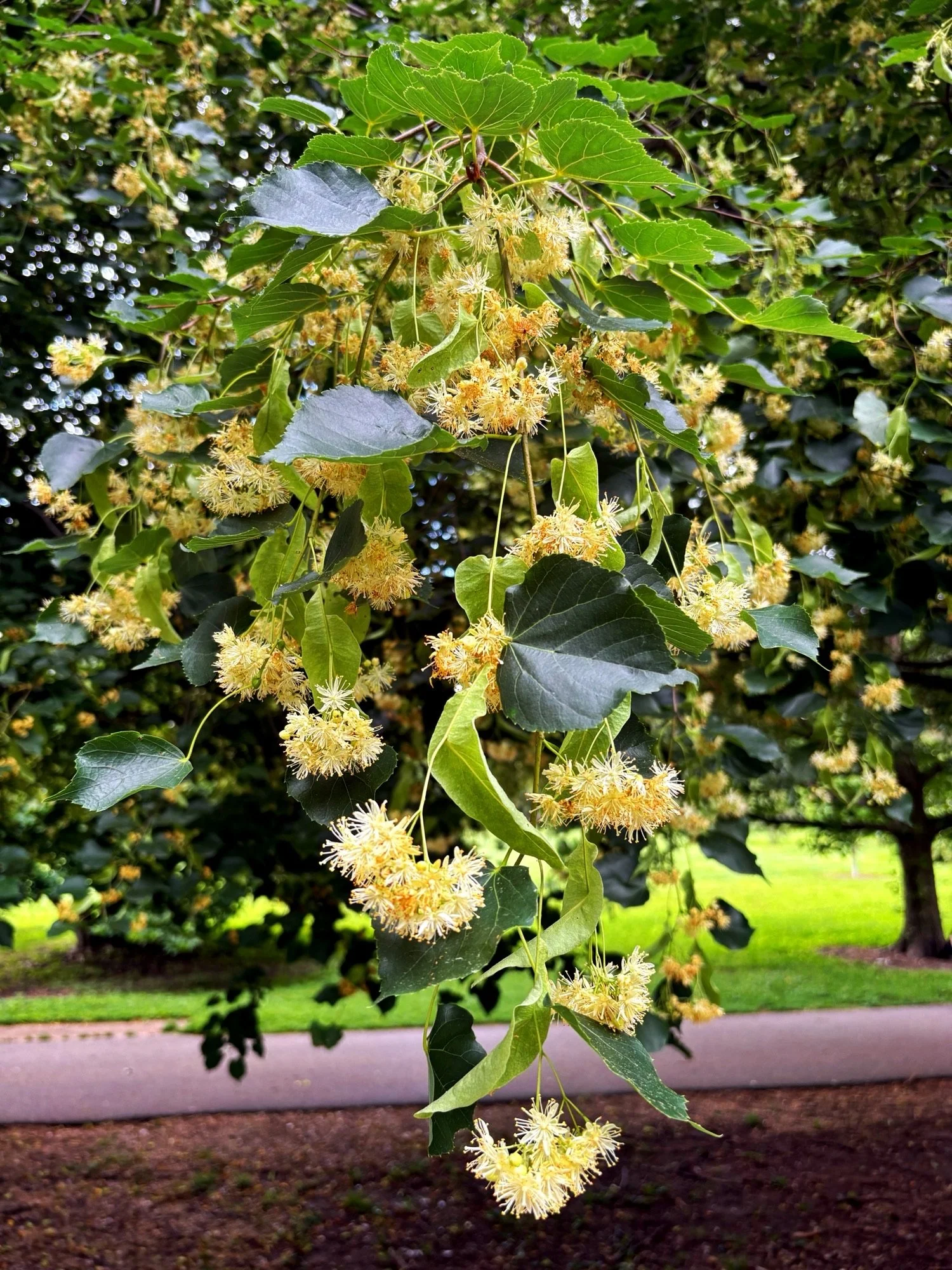 🌳Tree of the Month for June 2026