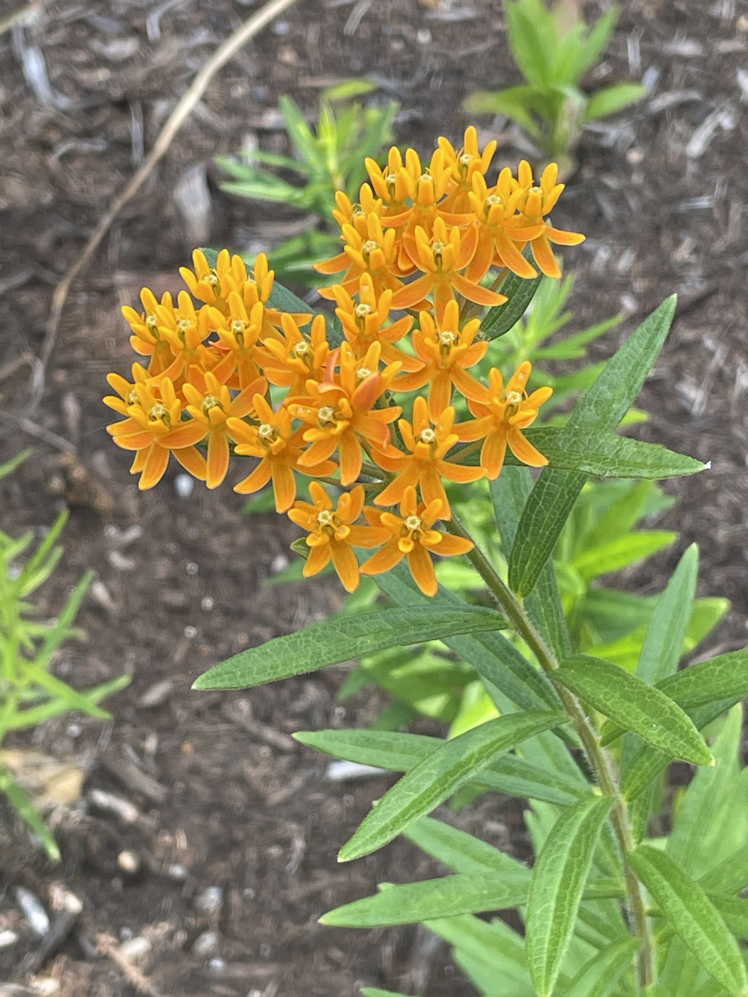 What’s in Bloom: Scavenger Hunt for June 2026 