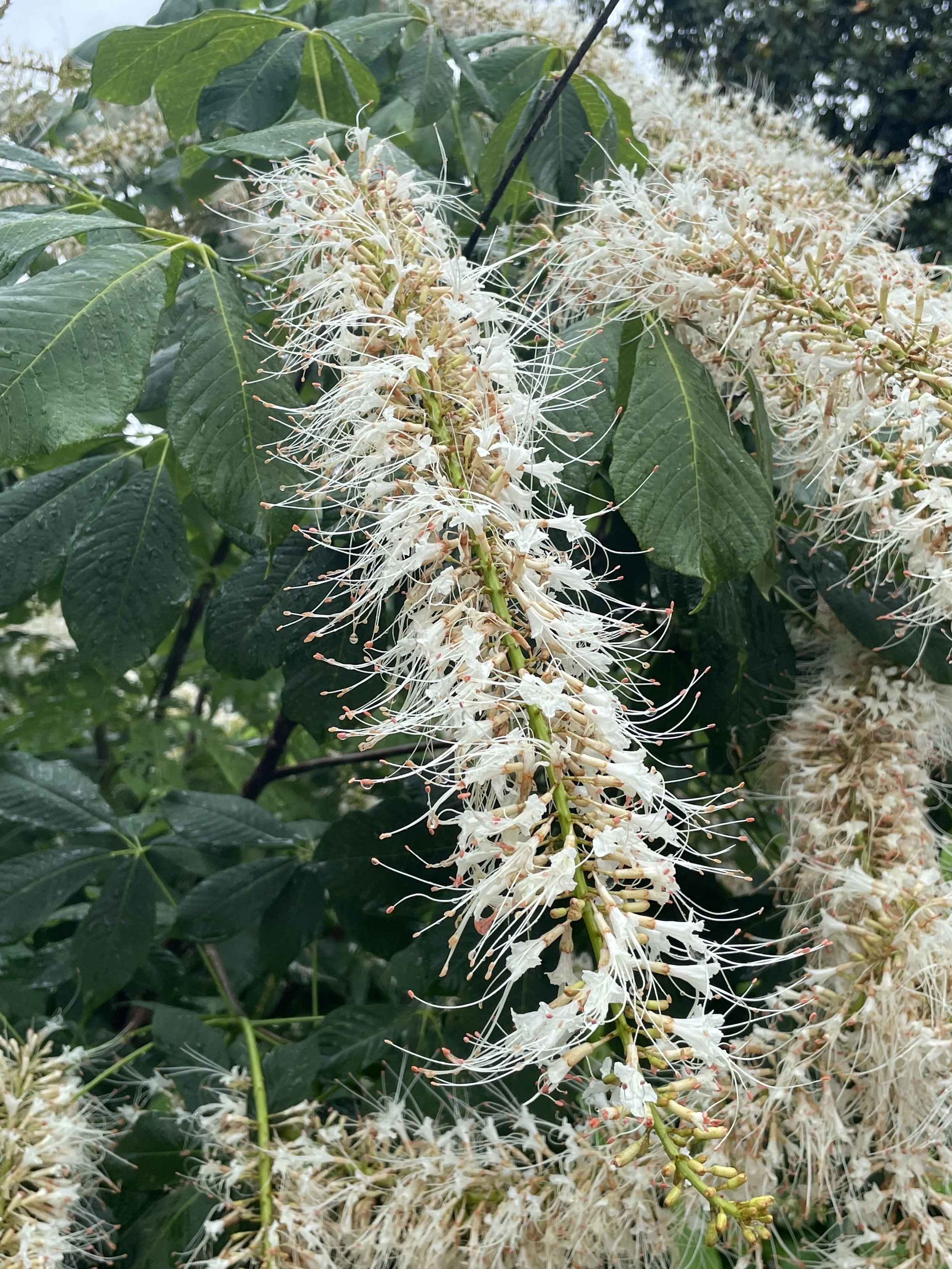 What’s in Bloom: Scavenger Hunt for July 2026 