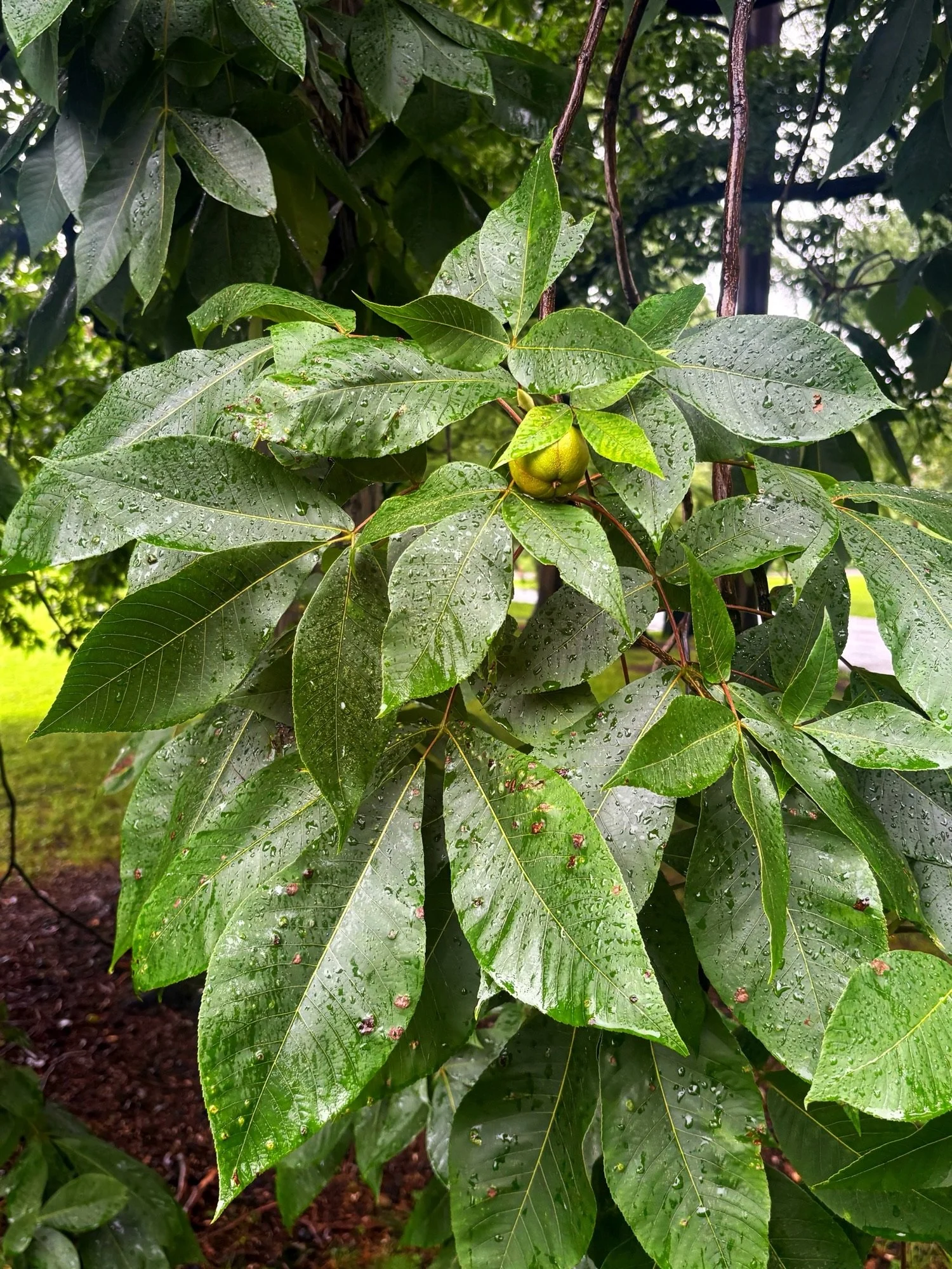 🌳Tree of the Month for July 2026